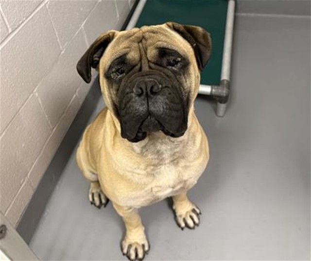 Vinny - Male - Bullmastiff