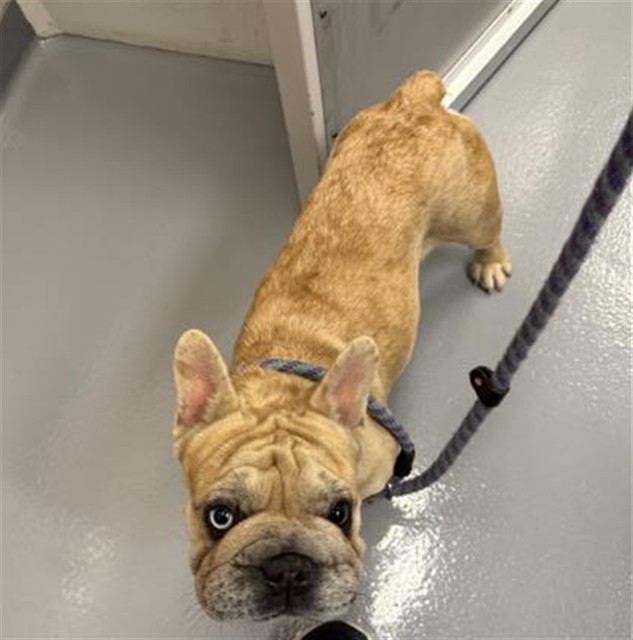  - Female - French Bulldog