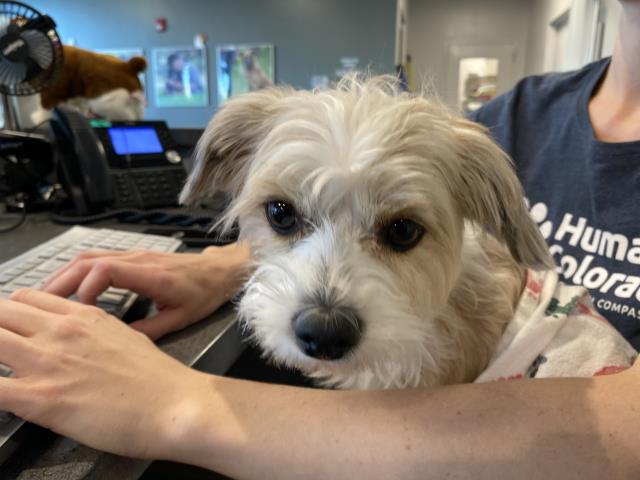 Fairy - Female - Maltese-Mix