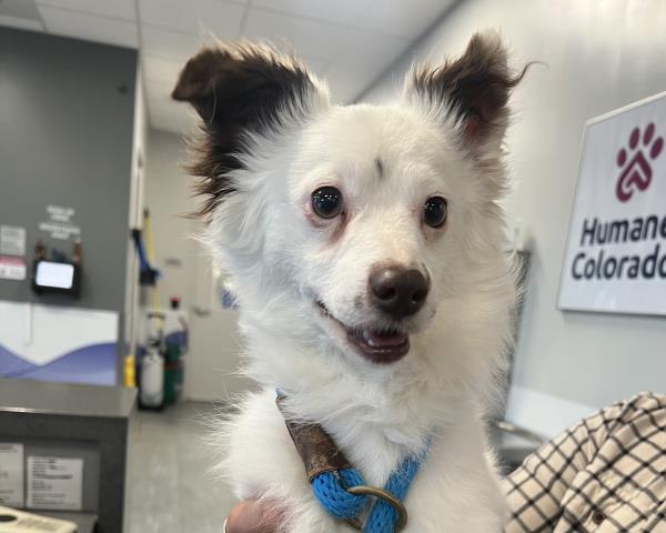  - Male - Australian Shepherd-Chihuahua