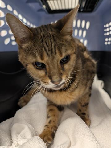  - Male - Bengal