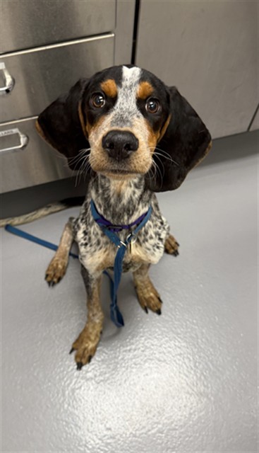  - Male - Bluetick Coonhound-Mix