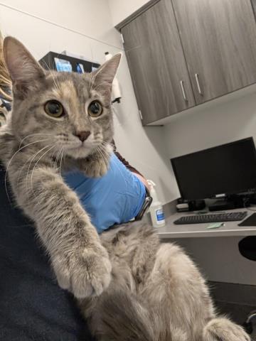  - Female - Domestic SH