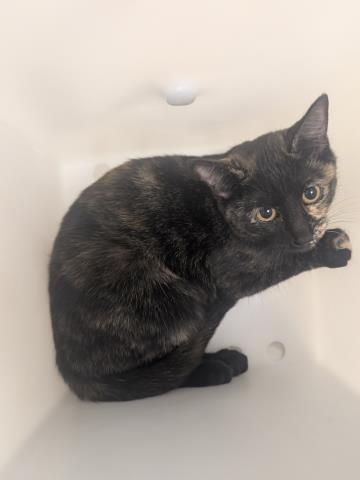  - Female - Domestic SH