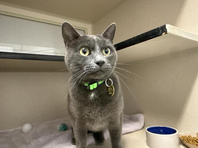  - Female - Domestic SH