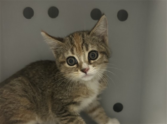 Aspen - Unknown - Domestic SH