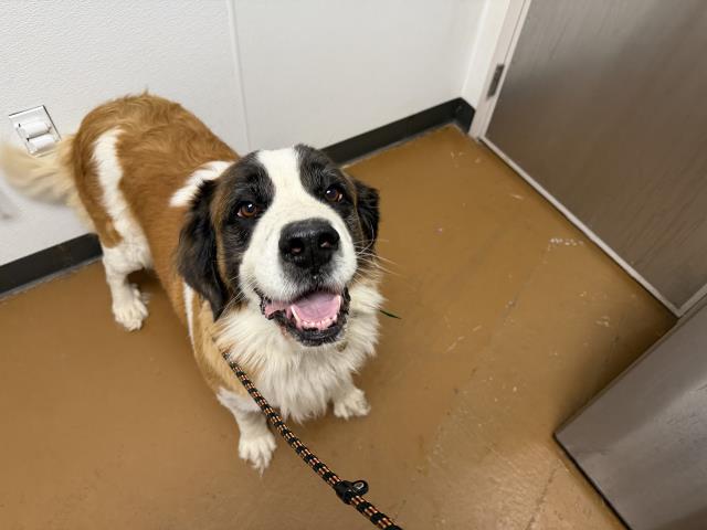  - Female - St Bernard