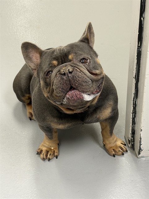  - Male - French Bulldog-Mix