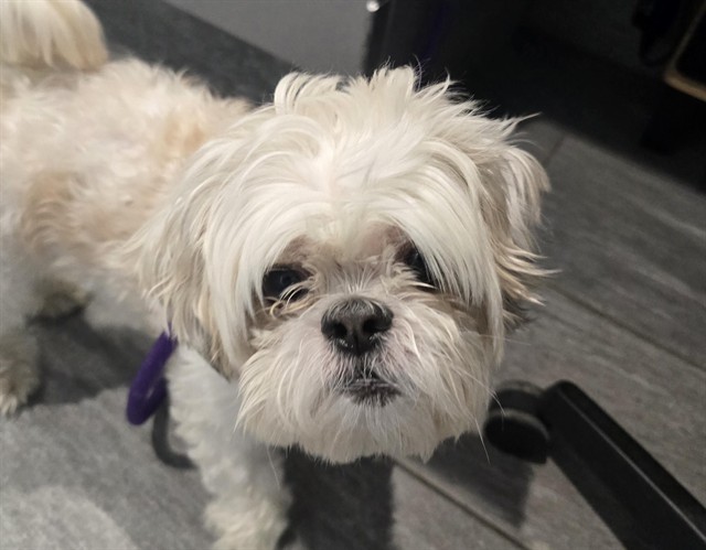  - Male - Shih Tzu