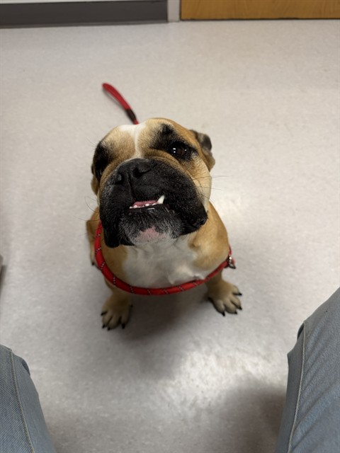  - Female - English Bulldog-Mix
