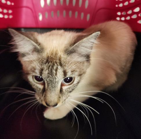  - Female - Domestic MH