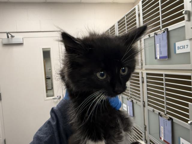  - Male - Domestic LH