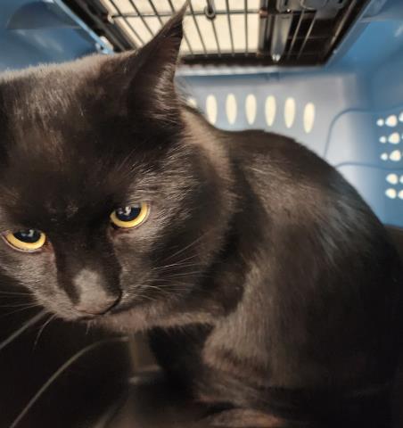  - Male - Domestic MH