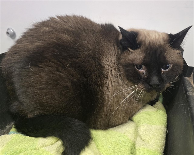  - Male - Domestic MH