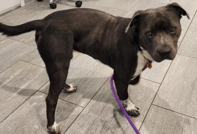  - Male - Pit Bull-Mix