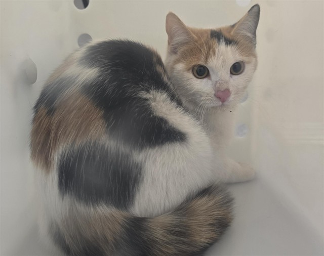  - Female - Domestic SH