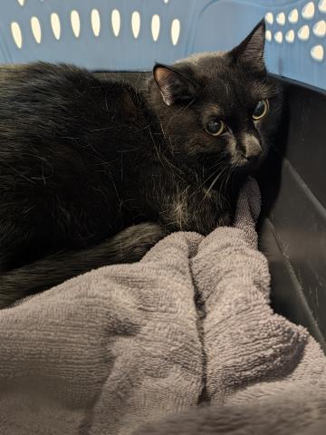 Kingston - Male - Domestic SH