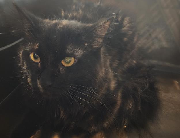  - Male - Domestic MH