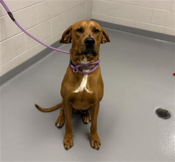  - Male - Rhodesian Ridgeback-Mix