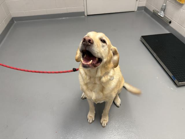 Poncho - Male - Labrador Retriever