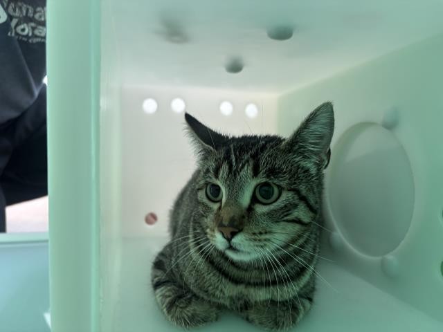  - Female - Domestic SH