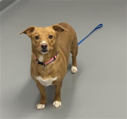 Princess - Female - Nonspecific