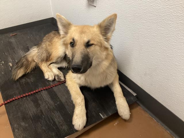  - Male - German Shepherd
